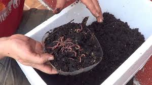 Los mejores fertilizantes orgánicos caseros para tu huerto o jardín