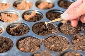 Cómo HACER un SEMILLERO - Pasos y Consejos