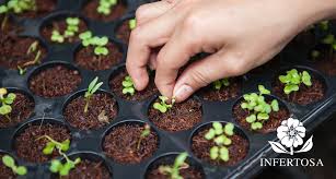 Plantación y germinación de semillas en maceteros - ABONOS ORGANICOS | Sustratos jardinería | Turba balneoterapia